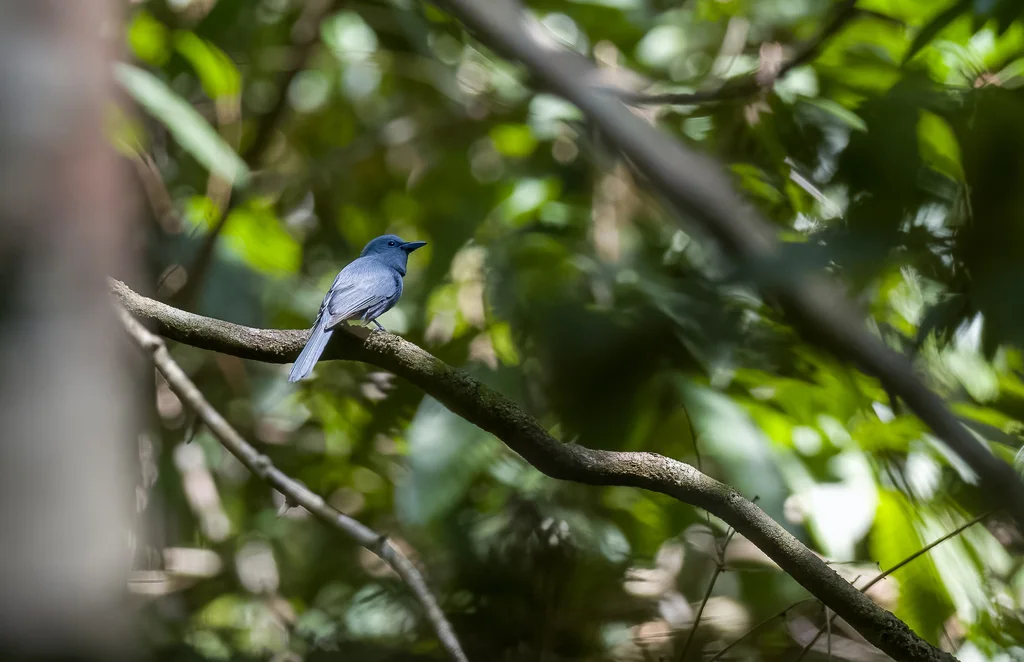 蓝寿带（Terpsiphone cyanescens）