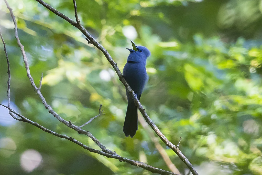 蓝寿带（Terpsiphone cyanescens）