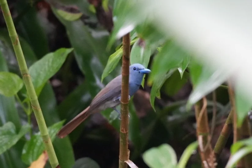 蓝寿带（Terpsiphone cyanescens）