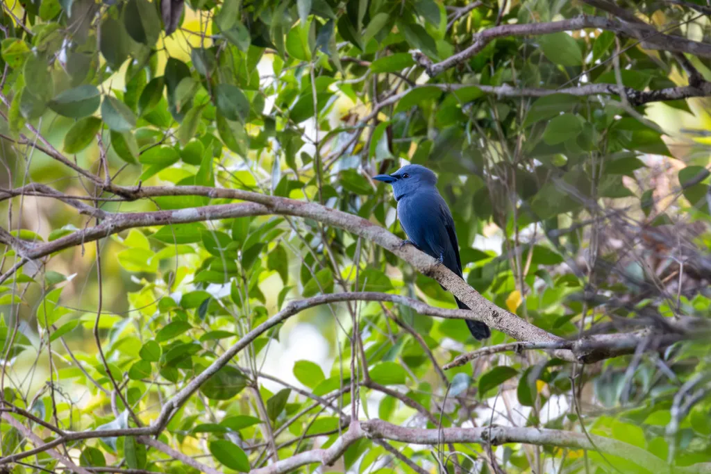 蓝寿带（Terpsiphone cyanescens）