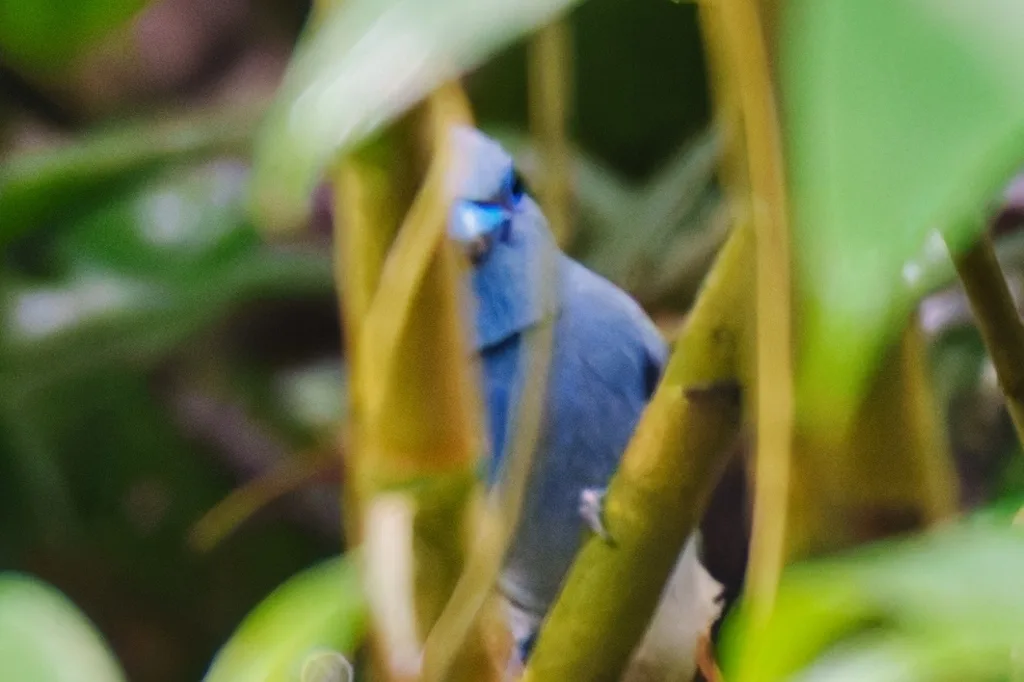 蓝寿带（Terpsiphone cyanescens）