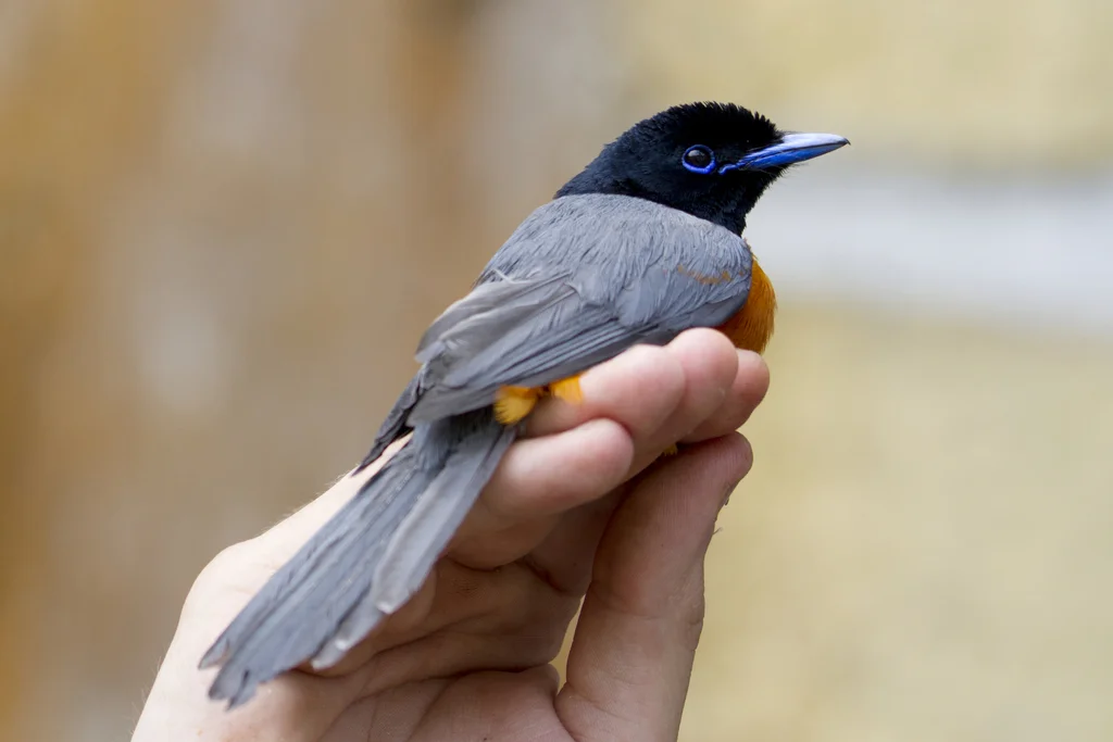 红腹寿带(Terpsiphone rufiventer)