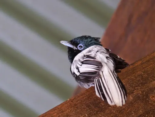 非洲寿带(Terpsiphone viridis)
