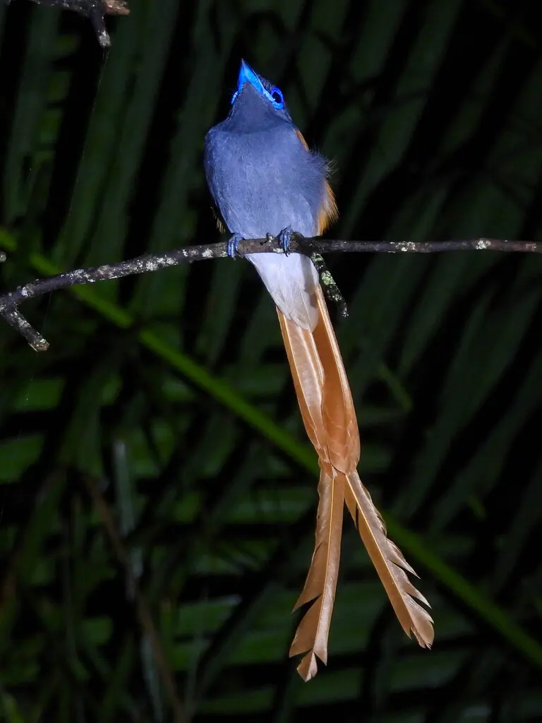 非洲寿带(Terpsiphone viridis)