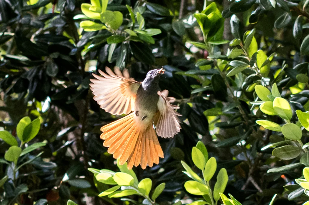 非洲寿带(Terpsiphone viridis)