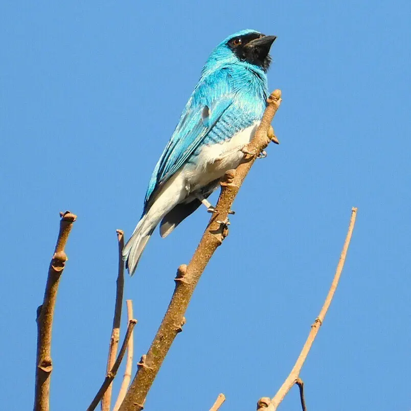 燕嘴唐纳雀(Tersina viridis)