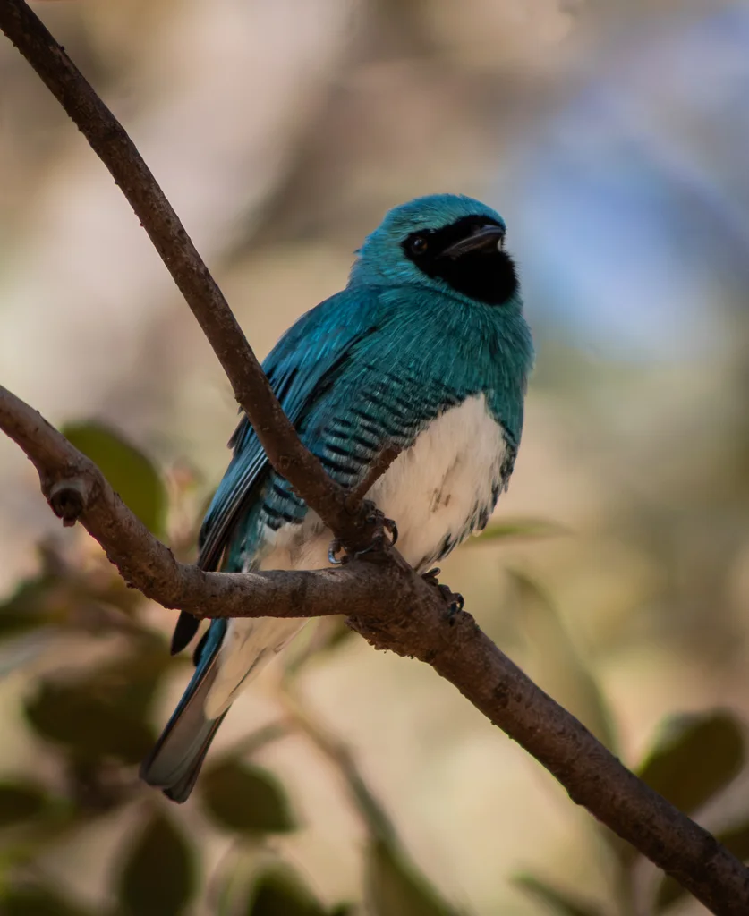 燕嘴唐纳雀(Tersina viridis)