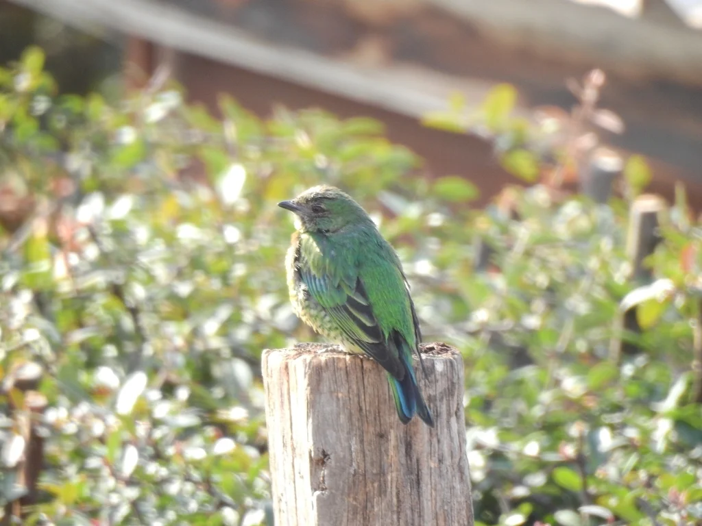 燕嘴唐纳雀(Tersina viridis)