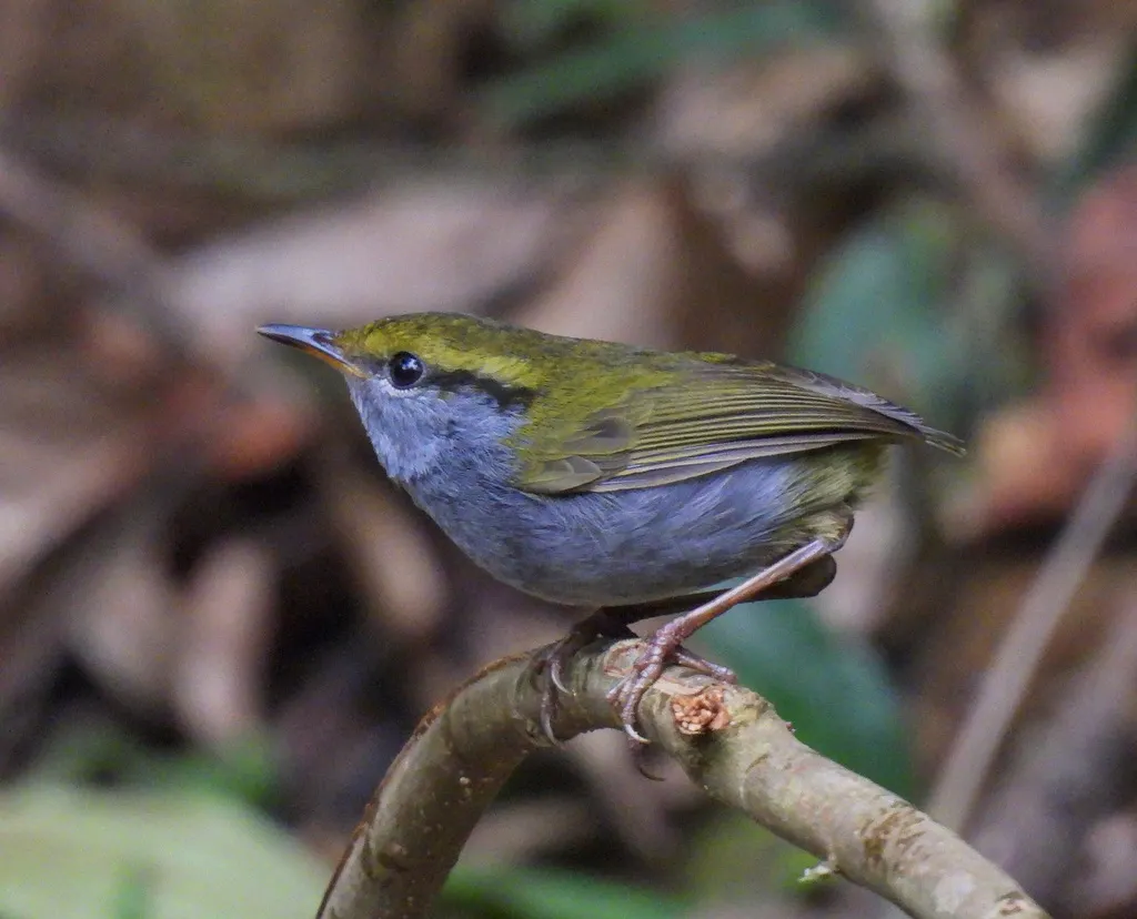 灰腹地莺(Tesia cyaniventer)