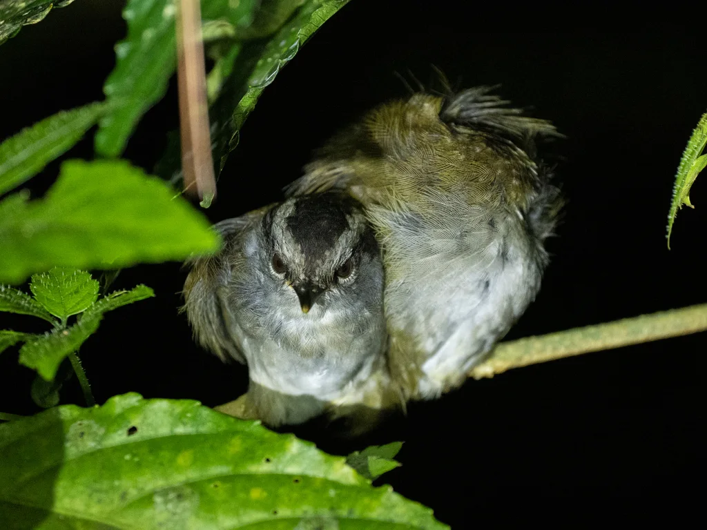 眉纹地莺(Tesia superciliaris)