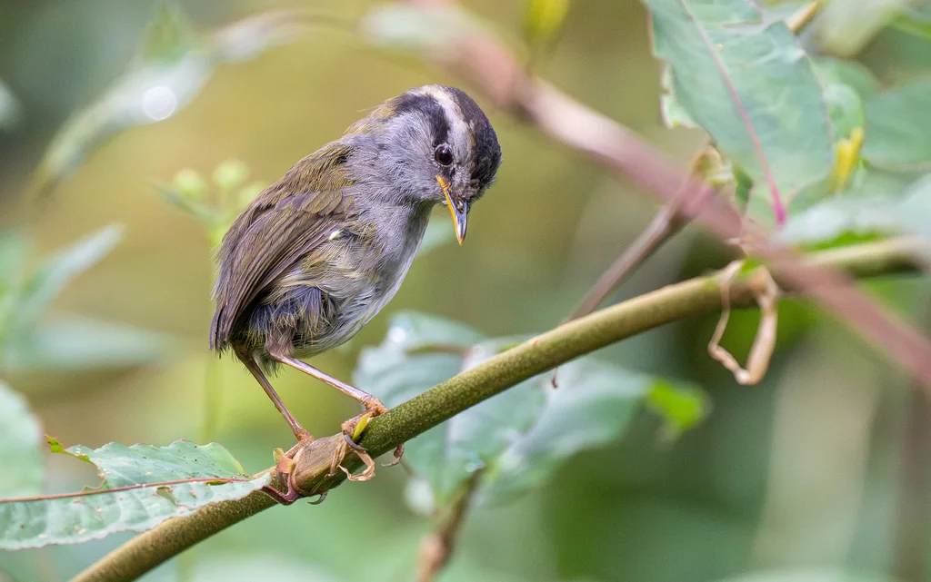 眉纹地莺(Tesia superciliaris)