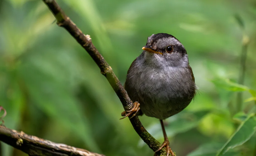 眉纹地莺(Tesia superciliaris)
