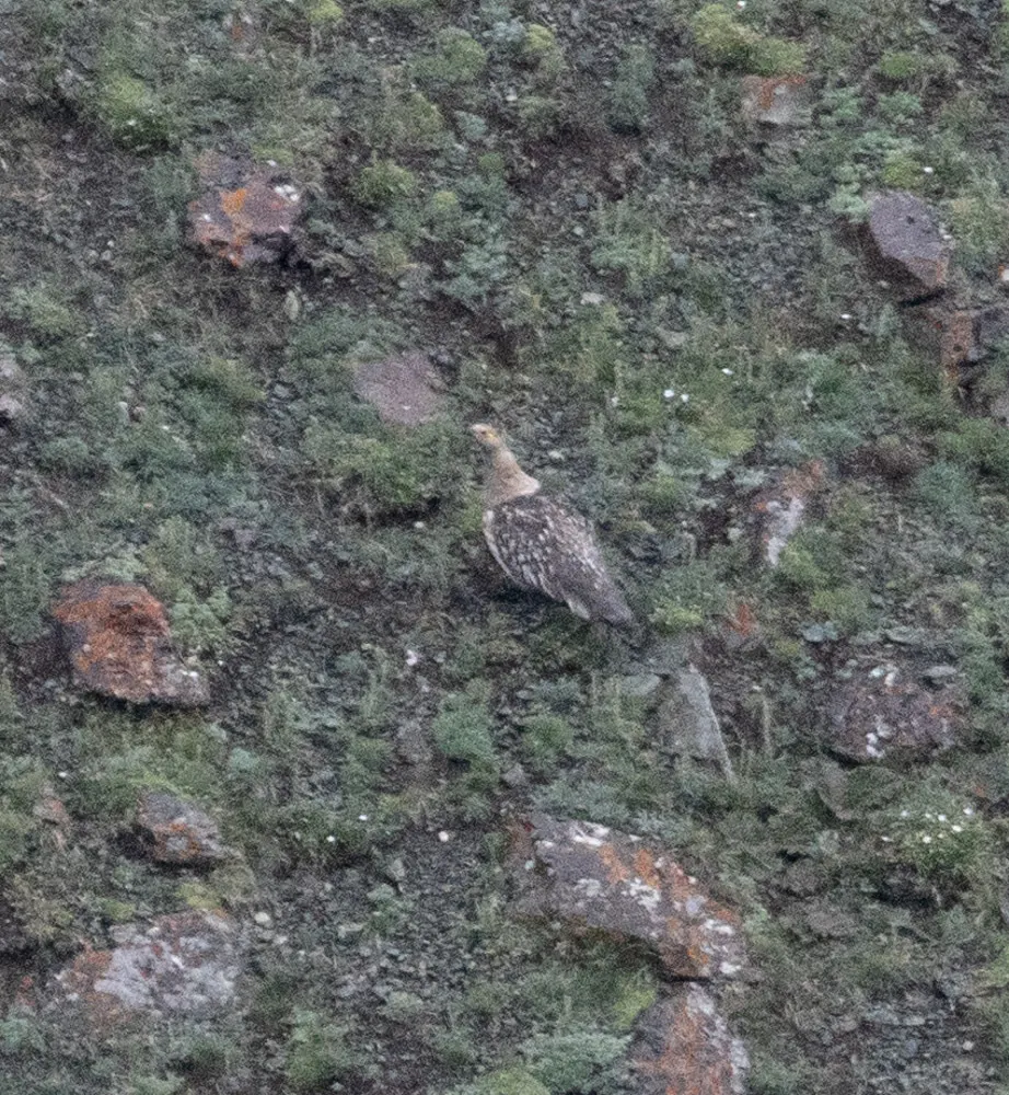 阿尔泰雪鸡(Tetraogallus altaicus)