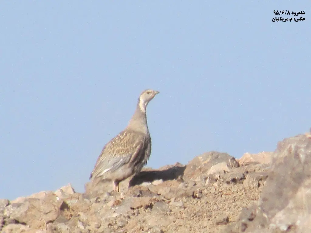 里海雪鸡(Tetraogallus caspius)