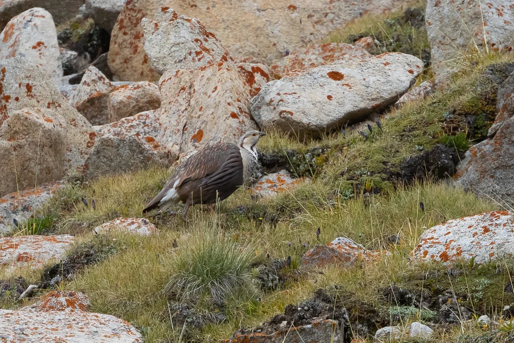 暗腹雪鸡(Tetraogallus himalayensis)