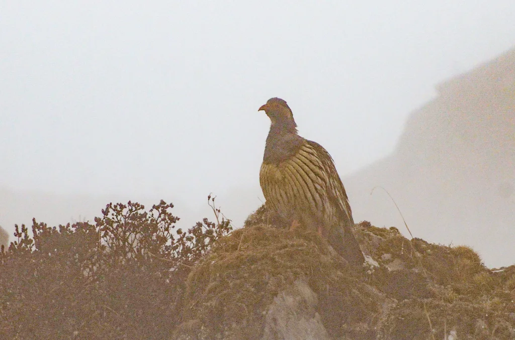 藏雪鸡(Tetraogallus tibetanus)