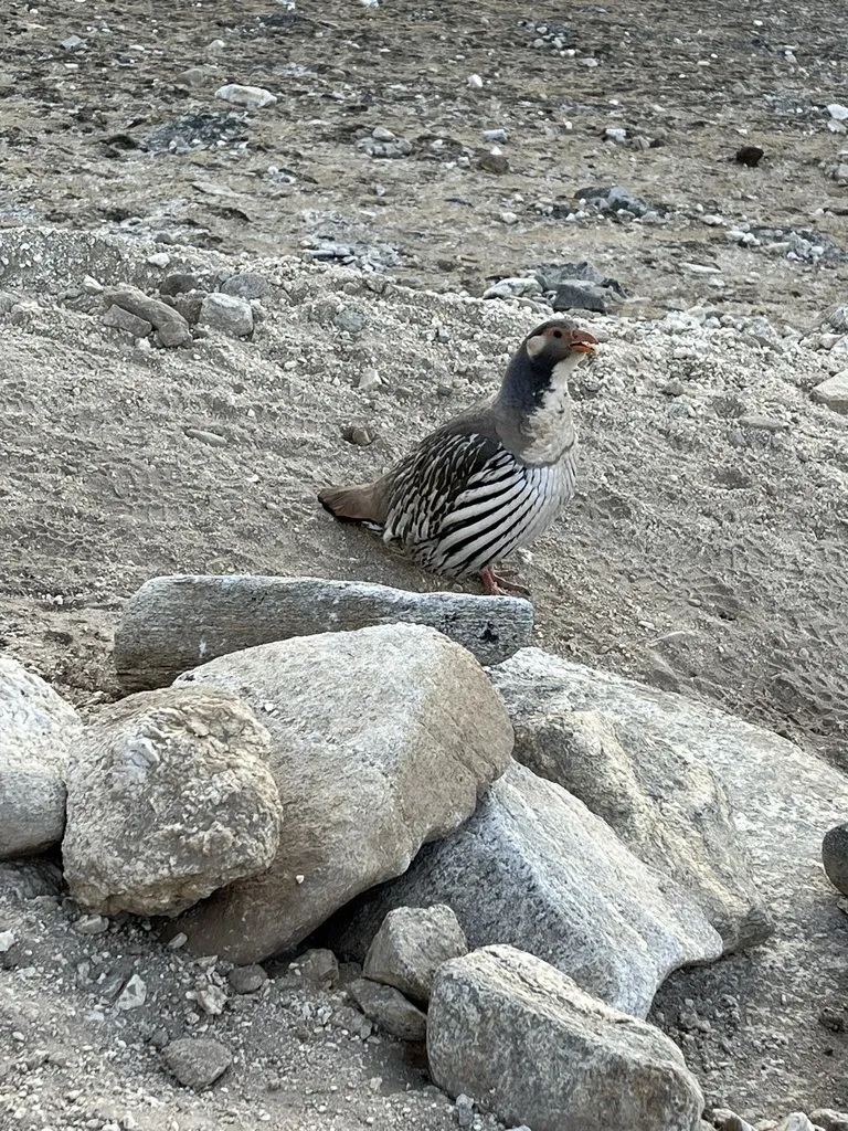 藏雪鸡(Tetraogallus tibetanus)