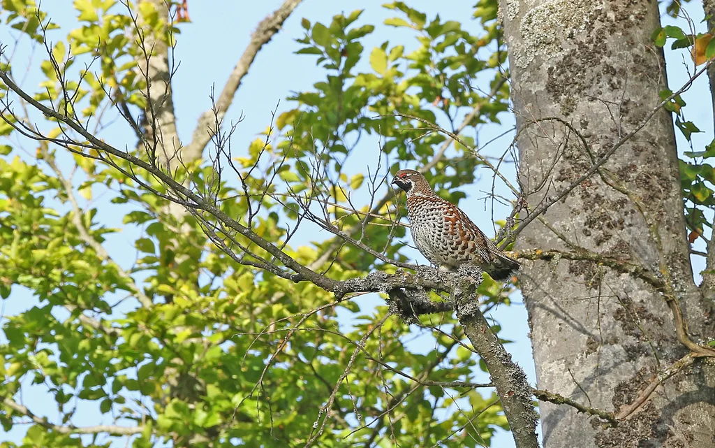 花尾榛鸡(Tetrastes bonasia)