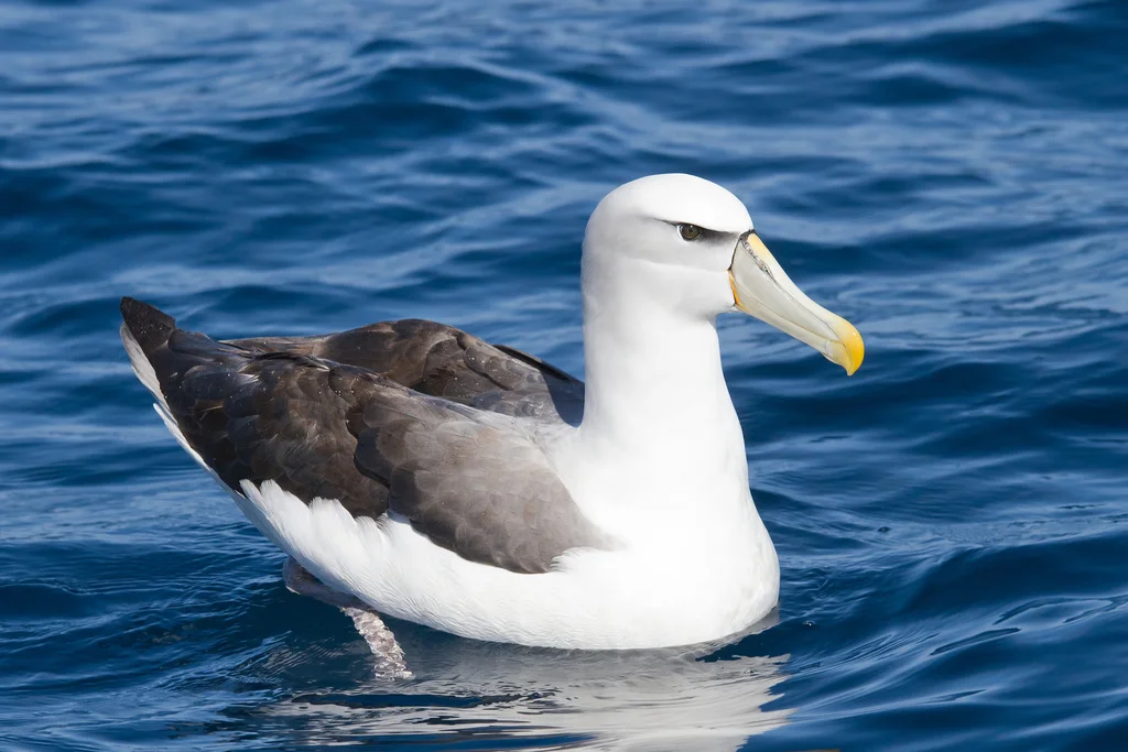 白顶信天翁(Thalassarche cauta)