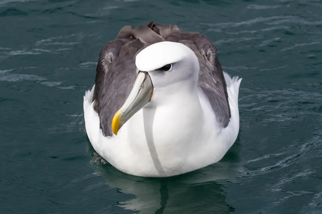 白顶信天翁(Thalassarche cauta)