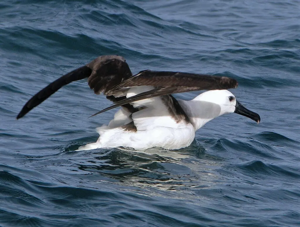 黄鼻信天翁(Thalassarche chlororhynchos)