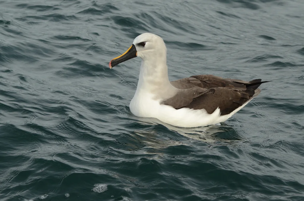 黄鼻信天翁(Thalassarche chlororhynchos)
