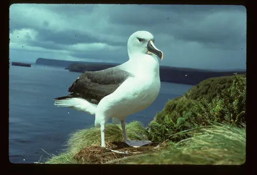 灰头信天翁(Thalassarche chrysostoma)