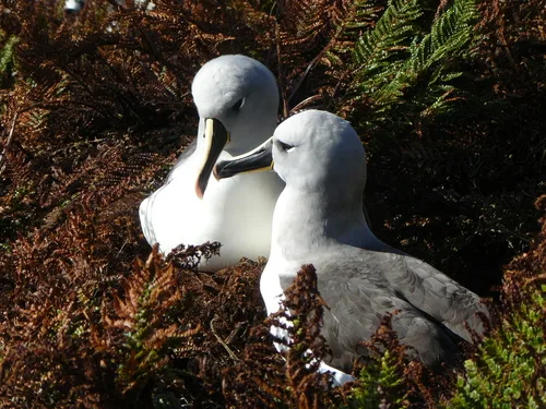 灰头信天翁(Thalassarche chrysostoma)