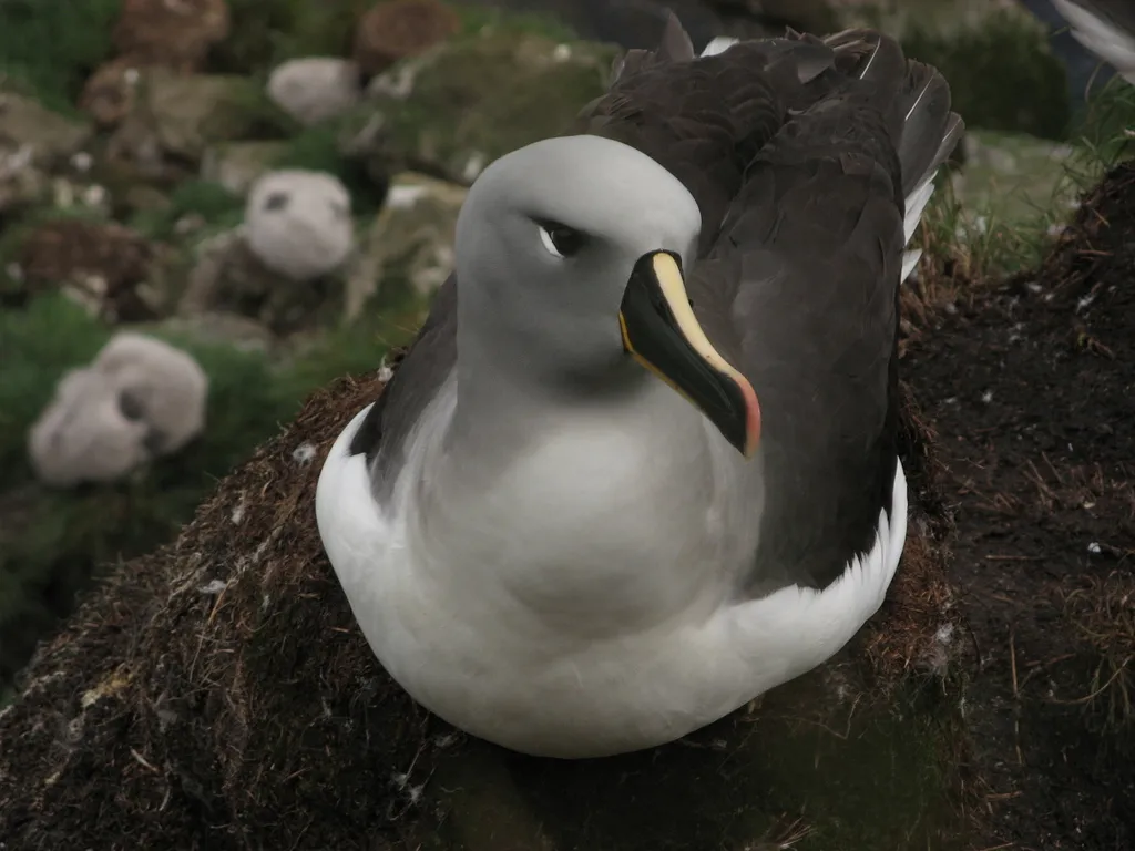 灰头信天翁(Thalassarche chrysostoma)