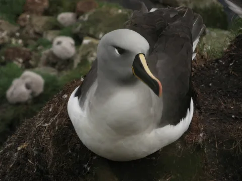 灰头信天翁
