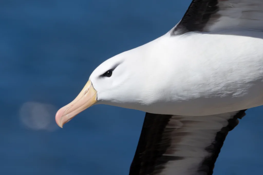 黑眉信天翁(Thalassarche melanophris)