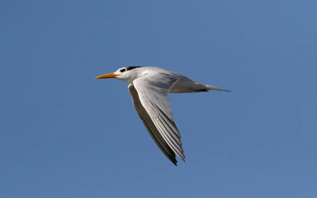 西非凤头燕鸥(Thalasseus albididorsalis)