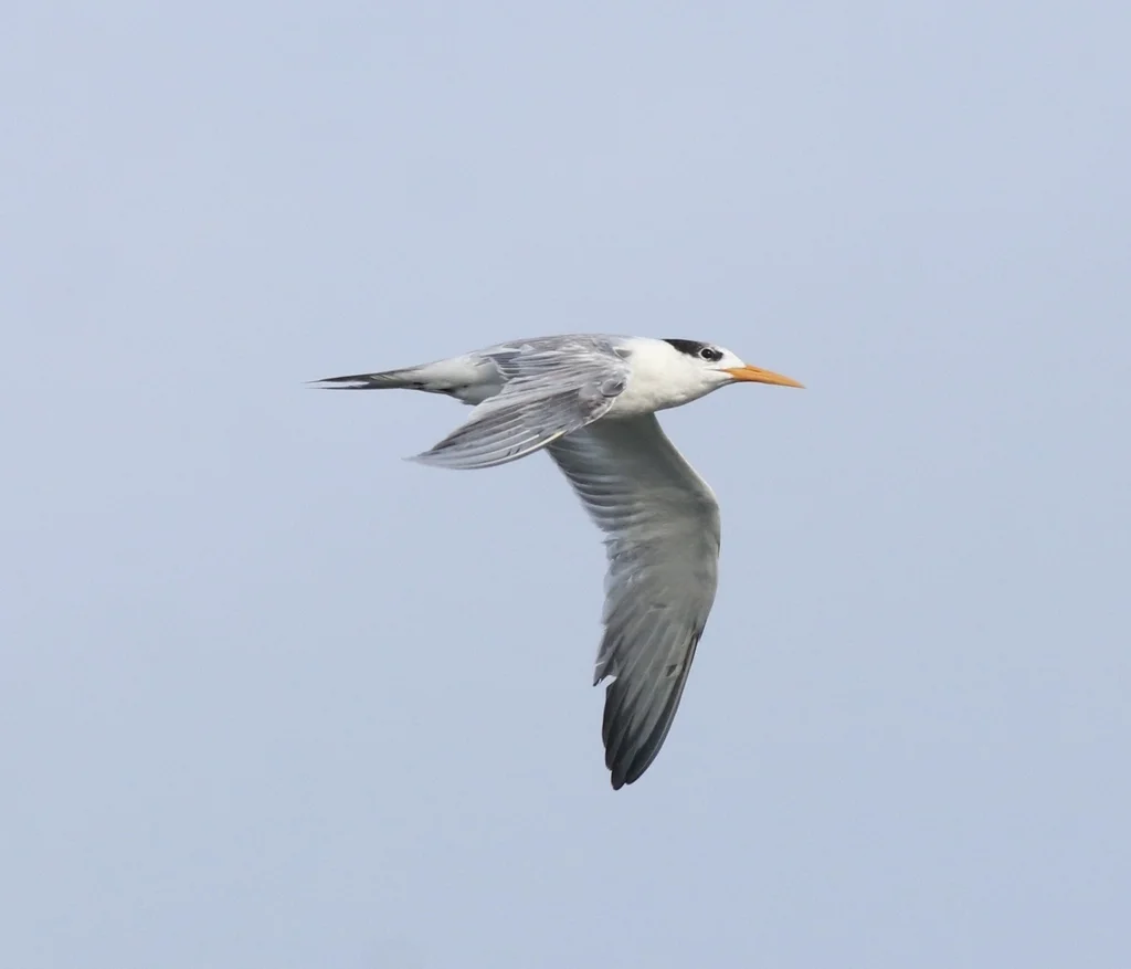 小凤头燕鸥(Thalasseus bengalensis)