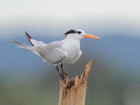 小凤头燕鸥