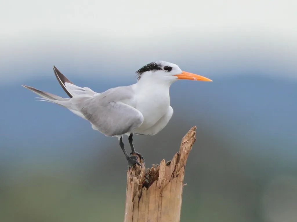 小凤头燕鸥(Thalasseus bengalensis)