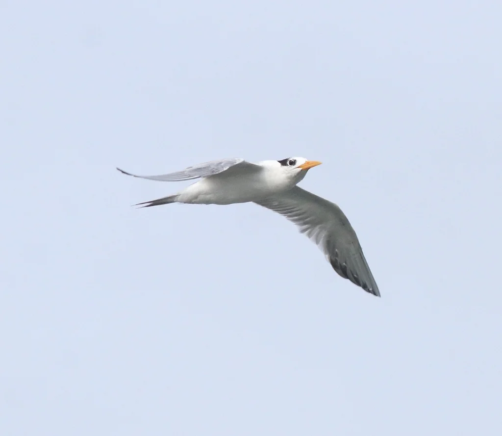 小凤头燕鸥(Thalasseus bengalensis)