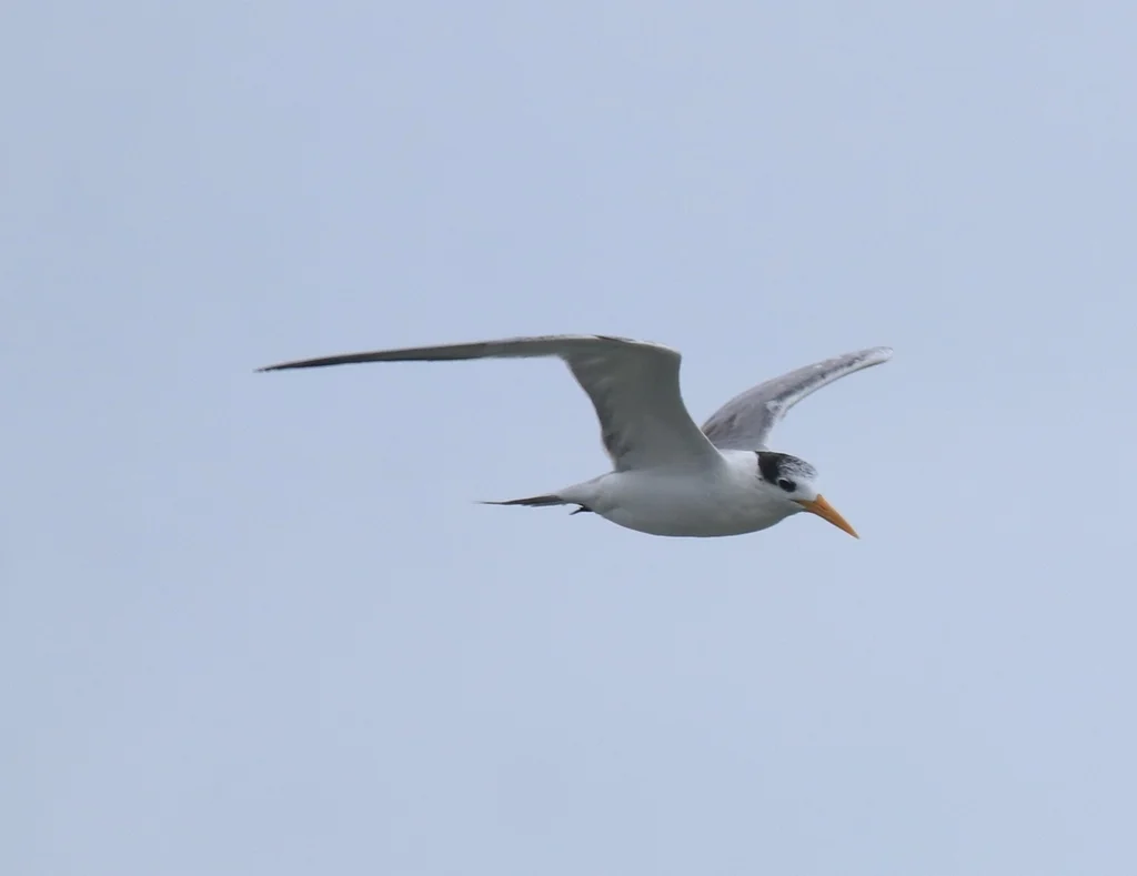 小凤头燕鸥(Thalasseus bengalensis)
