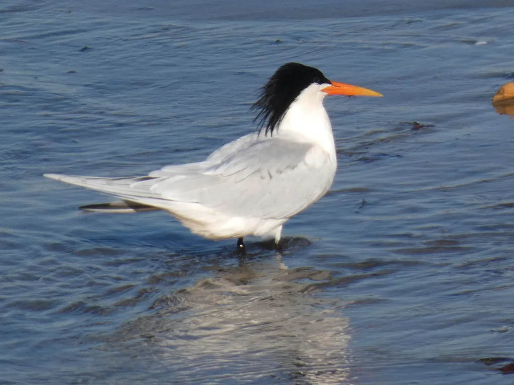 美洲凤头燕鸥(Thalasseus elegans)
