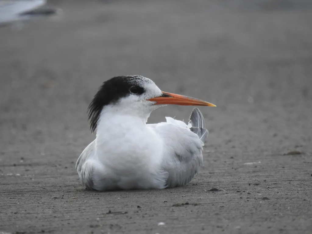 美洲凤头燕鸥(Thalasseus elegans)