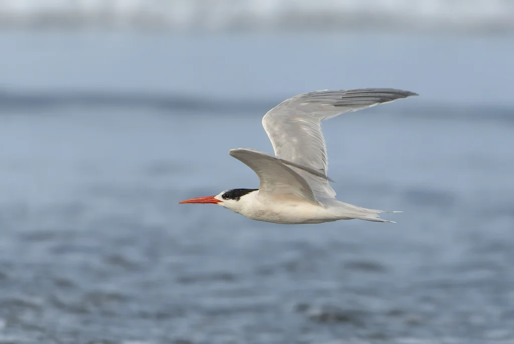美洲凤头燕鸥(Thalasseus elegans)