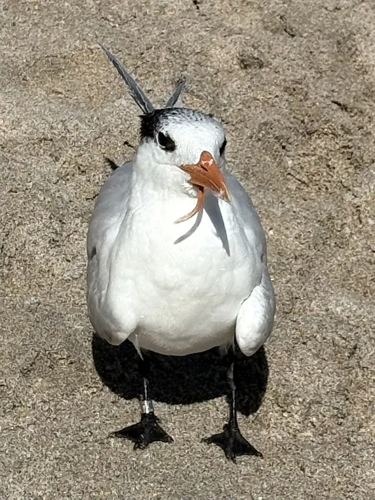 橙嘴凤头燕鸥(Thalasseus maximus)