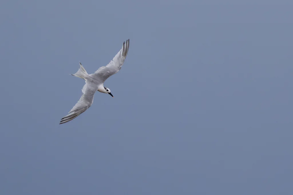 白嘴端凤头燕鸥(Thalasseus sandvicensis)