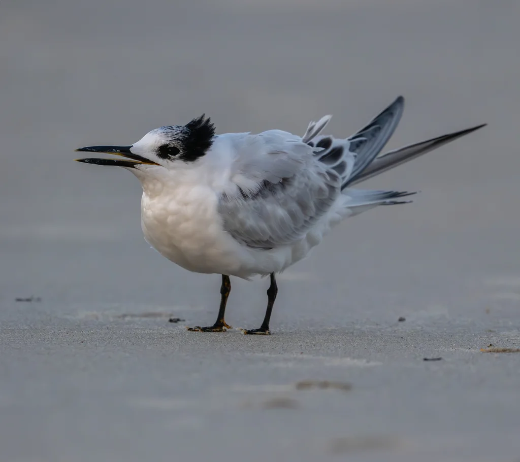 白嘴端凤头燕鸥(Thalasseus sandvicensis)