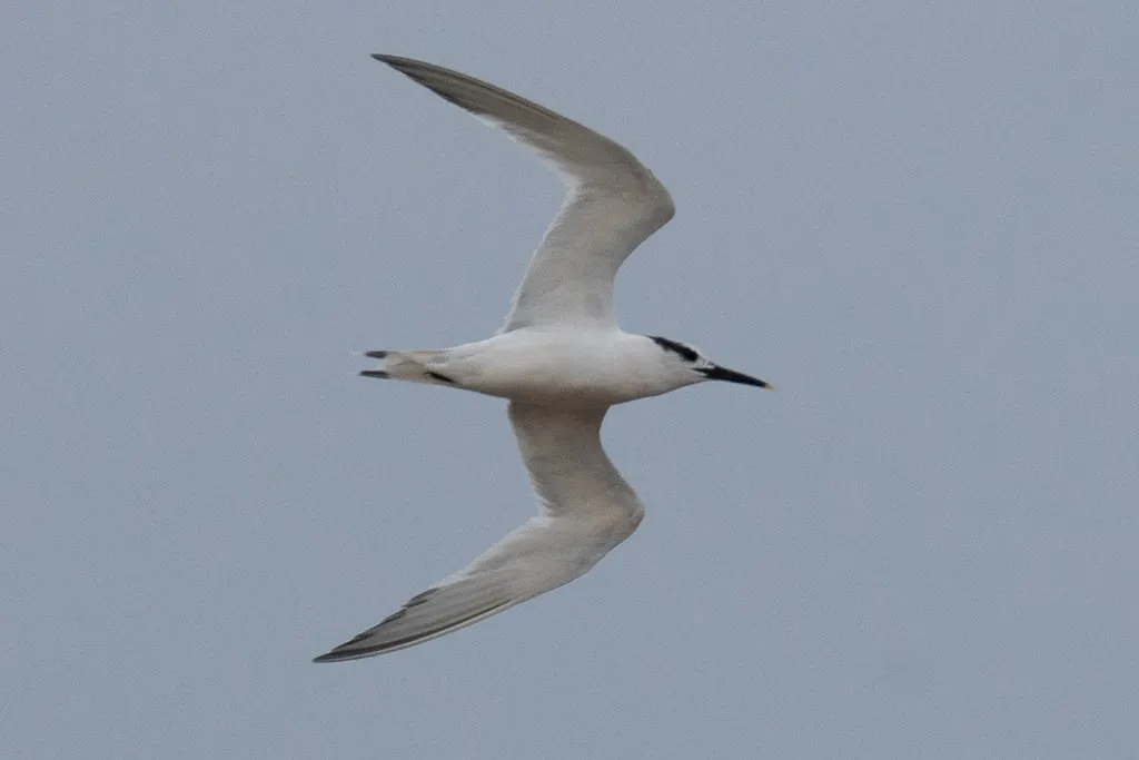 白嘴端凤头燕鸥(Thalasseus sandvicensis)