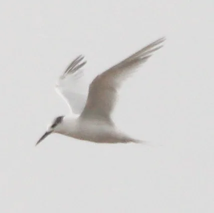 白嘴端凤头燕鸥(Thalasseus sandvicensis)