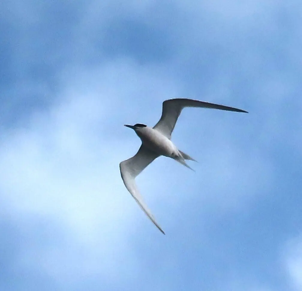 白嘴端凤头燕鸥(Thalasseus sandvicensis)