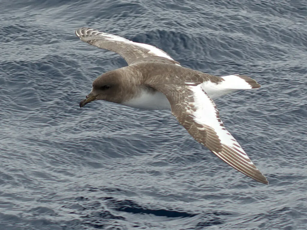 南极鹱(Thalassoica antarctica)