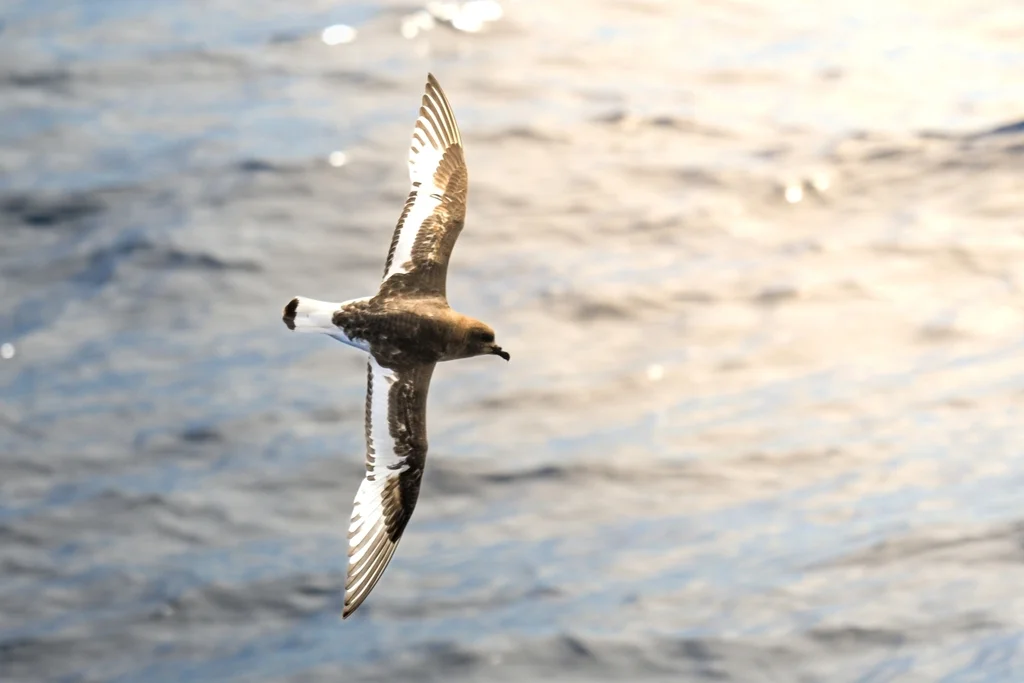 南极鹱(Thalassoica antarctica)