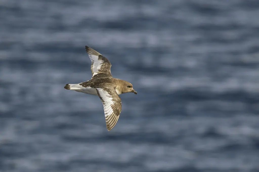 南极鹱(Thalassoica antarctica)