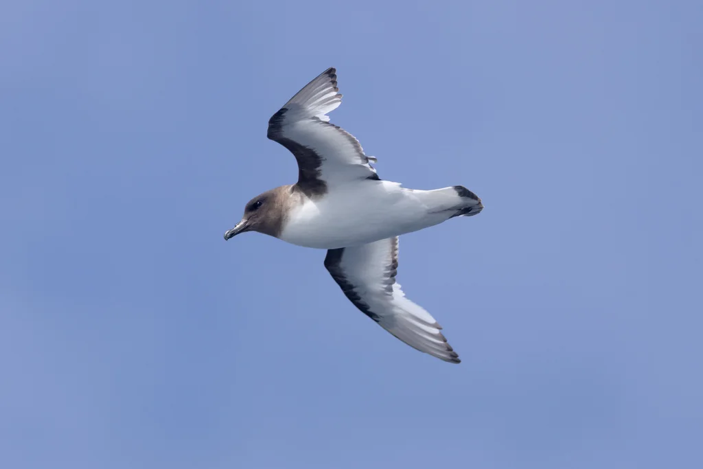 南极鹱(Thalassoica antarctica)